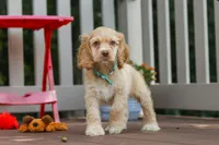 Theo, a male Cocker Spaniel for sale in Baltic, OH – 4 of 5