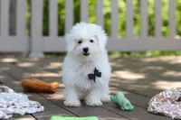 Echo, a male Bichon Frise for sale in Baltic, OH – 4 of 8