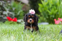 Sophia, a female Cavalier King Charles Spaniel for sale in Baltic, OH – 4 of 7
