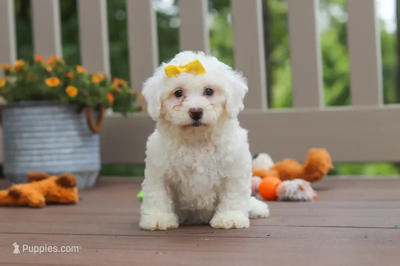 Clover – Bichon Frise puppy for sale in Baltic, OH