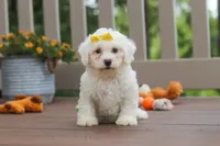 Clover, a female Bichon Frise for sale in Baltic, OH – 1 of 5