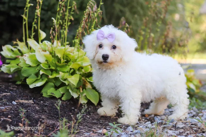 Clover – Bichon Frise puppy for sale in Baltic, OH