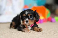 Jenny, a female Cavalier King Charles Spaniel for sale in Baltic, OH – Photo 7 of 7