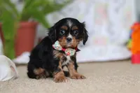 Jenny, a female Cavalier King Charles Spaniel for sale in Baltic, OH – Photo 4 of 7
