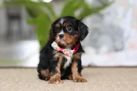 Jenny, a female Cavalier King Charles Spaniel for sale in Baltic, OH – Photo 6 of 7