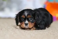 Jenny, a female Cavalier King Charles Spaniel for sale in Baltic, OH – Photo 3 of 7