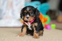 Jenny, a female Cavalier King Charles Spaniel for sale in Baltic, OH – Photo 1 of 7