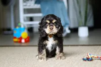 Charlie, a male Cocker Spaniel for sale in Baltic, OH – Photo 3 of 5