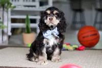 Coco, a male Cocker Spaniel for sale in Baltic, OH – 3 of 5