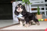 Coco, a male Cocker Spaniel for sale in Baltic, OH – 4 of 5