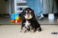 Charlie, a male Cocker Spaniel for sale in Baltic, OH – Photo 5 of 5