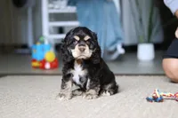 Charlie, a male Cocker Spaniel for sale in Baltic, OH – Photo 4 of 5