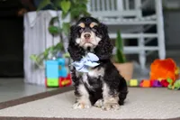 Coco, a male Cocker Spaniel for sale in Baltic, OH – 2 of 5