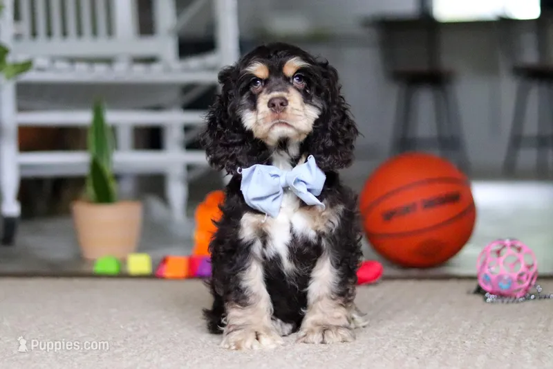 Coco – Cocker Spaniel puppy for sale in Baltic, OH