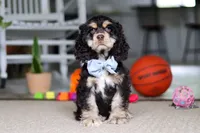 Coco, a male Cocker Spaniel for sale in Baltic, OH – 1 of 5