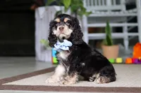 Coco, a male Cocker Spaniel for sale in Baltic, OH – 5 of 5