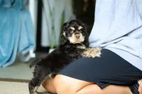 Charlie, a male Cocker Spaniel for sale in Baltic, OH – Photo 2 of 5