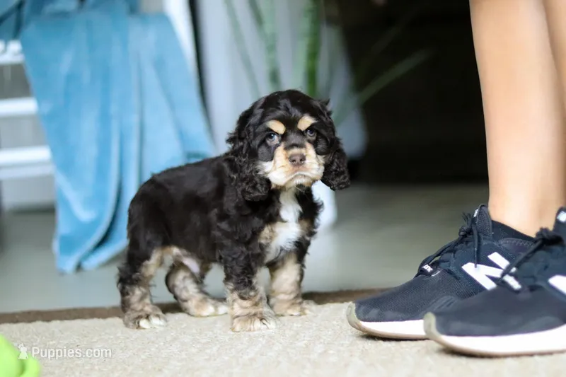 Charlie – Cocker Spaniel puppy for sale in Baltic, OH