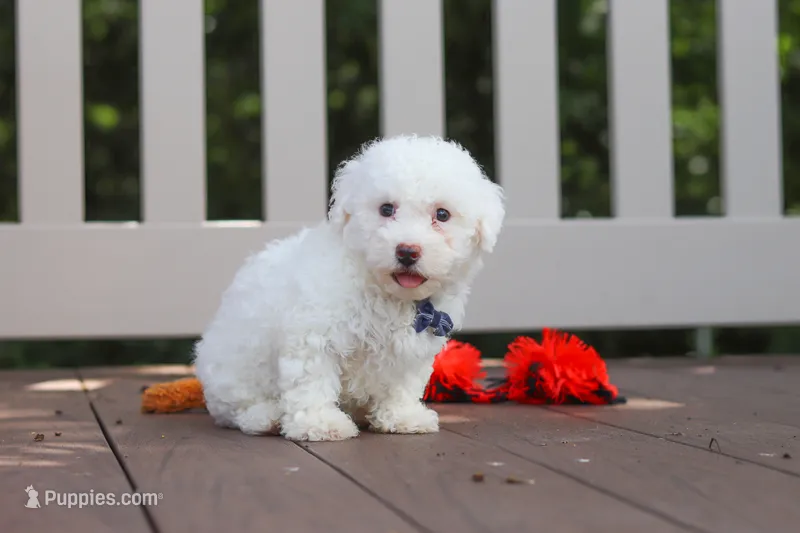 Frankie – Bichon Frise puppy for sale in Baltic, OH