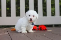 Frankie, a male Bichon Frise for sale in Baltic, OH – 1 of 6