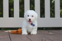Frankie, a male Bichon Frise for sale in Baltic, OH – 6 of 6