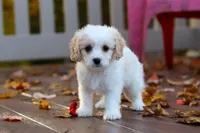 Lily, a female Cavachon for sale in Baltic, OH – 3 of 9