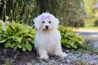 Clover, a female Bichon Frise for sale in Baltic, OH – 2 of 6
