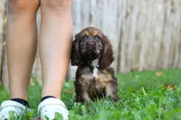 Sophia, a female Cocker Spaniel for sale in Baltic, OH – 4 of 6