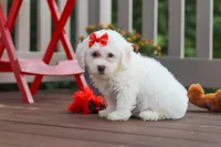Nala, a female Bichon Frise for sale in Baltic, OH – 3 of 5