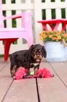Callie, a female Cocker Spaniel for sale in Baltic, OH – 7 of 8