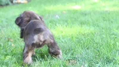 Sophia, a female Cocker Spaniel for sale in Baltic, OH – 6 of 6