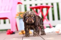 Cody, a male Cocker Spaniel for sale in Baltic, OH – 5 of 6