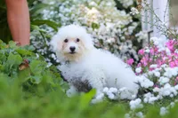 Oliver, a male Bichon Frise for sale in Baltic, OH – 4 of 6