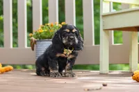 Bentley, a male Cocker Spaniel for sale in Baltic, OH – 1 of 6