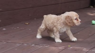 Theo, a male Cocker Spaniel for sale in Baltic, OH – 9 of 9