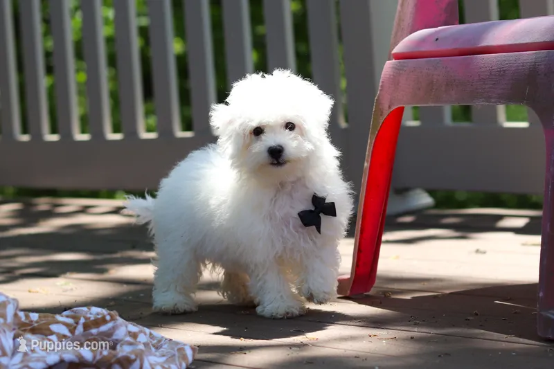 Echo – Bichon Frise puppy for sale in Baltic, OH