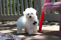 Echo, a male Bichon Frise for sale in Baltic, OH – 1 of 8