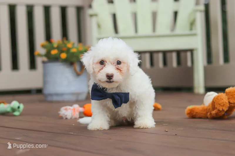 Oliver – Bichon Frise puppy for sale in Baltic, OH