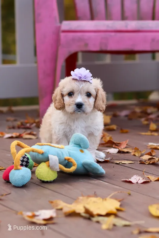 Rosie – Cavachon puppy for sale in Baltic, OH