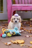Rosie, a female Cavachon for sale in Baltic, OH – 1 of 10