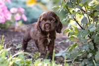 Harlow, a female Cocker Spaniel for sale in Baltic, OH – 3 of 7