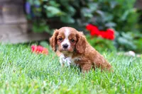 Charlie, a male Cavalier King Charles Spaniel for sale in Baltic, OH – 7 of 8