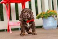 Asher, a male Cocker Spaniel for sale in Baltic, OH – 4 of 9