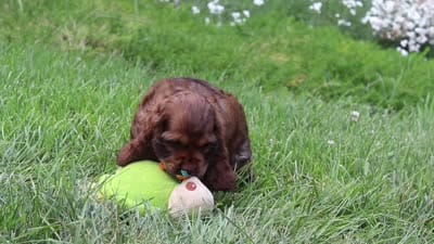 Daisy, a female Cocker Spaniel for sale in Baltic, OH – 7 of 7
