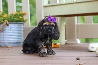 Lila, a female Cocker Spaniel for sale in Baltic, OH – 5 of 7