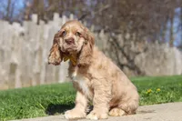 Jasper, a male Cocker Spaniel for sale in Baltic, OH – Photo 2 of 9