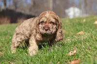 Jasper, a male Cocker Spaniel for sale in Baltic, OH – Photo 2 of 5