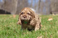 Jasper, a male Cocker Spaniel for sale in Baltic, OH – Photo 5 of 5