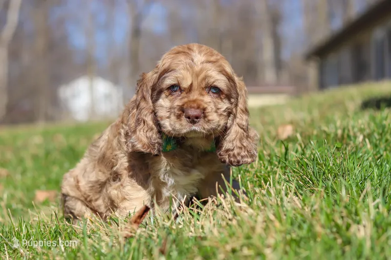 Jasper – Cocker Spaniel puppy for sale in Baltic, OH