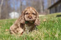Jasper, a male Cocker Spaniel for sale in Baltic, OH – Photo 1 of 5